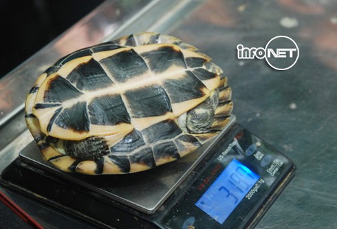Cận cảnh 71 cá thể rùa Trung Bộ quý hiếm vừa về nước - ảnh 5