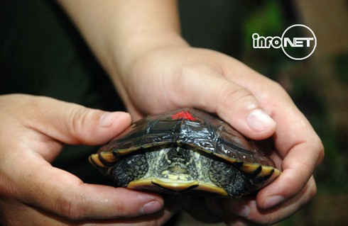 Cận cảnh 71 cá thể rùa Trung Bộ quý hiếm vừa về nước - ảnh 11