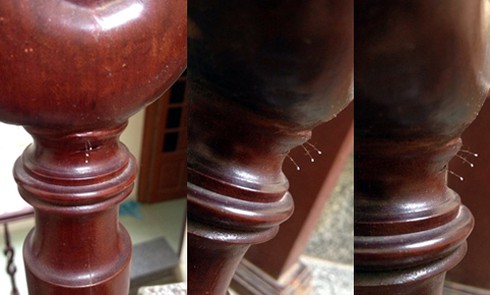 Hoa Ưu Đàm 3.000 năm tuổi mọc ở Đồ Sơn, Hải Phòng - ảnh 1