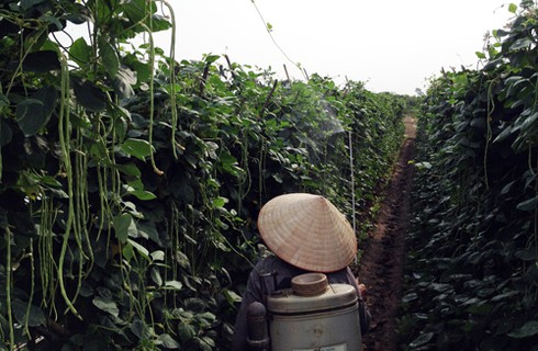 Rau an toàn “đẫm” thuốc sâu: Chỉ phạt hành chính người phun thuốc - ảnh 2