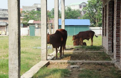 Trường mầm non tiền tỷ bỏ hoang: UBND thành phố vào cuộc - ảnh 1