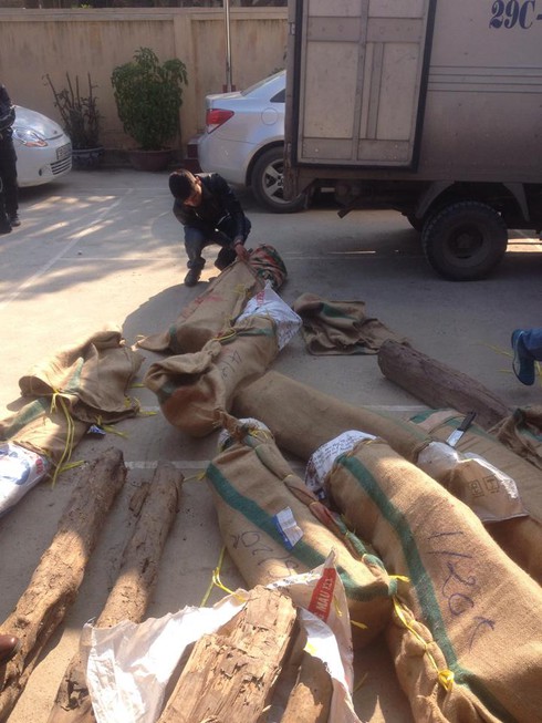 Hàng tấn gỗ quý “đi” máy bay - ảnh 1