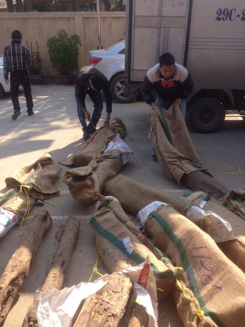 Hàng tấn gỗ quý “đi” máy bay - ảnh 3