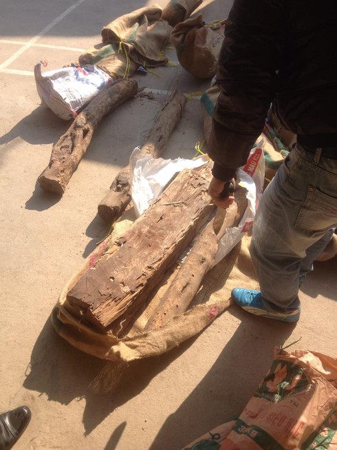 Hàng tấn gỗ quý “đi” máy bay - ảnh 2