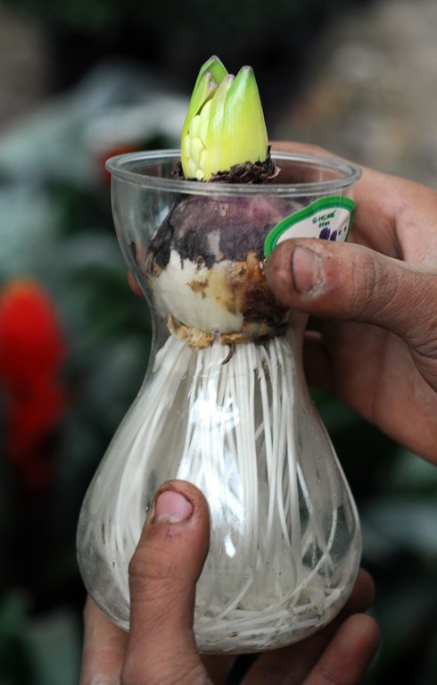 Thăm chợ hoa tết rẻ nhất Hà thành - ảnh 10