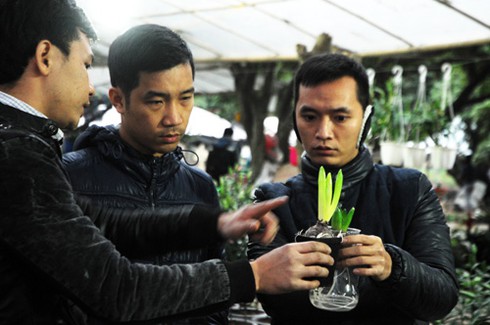 Thăm chợ hoa tết rẻ nhất Hà thành - ảnh 11