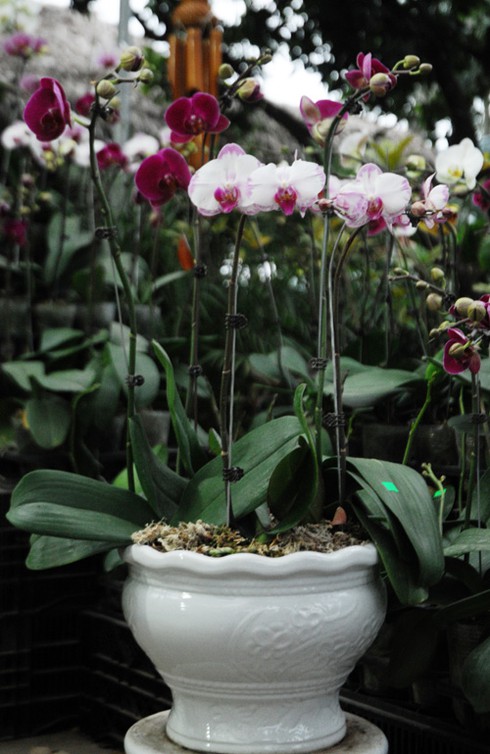 Thăm chợ hoa tết rẻ nhất Hà thành - ảnh 14