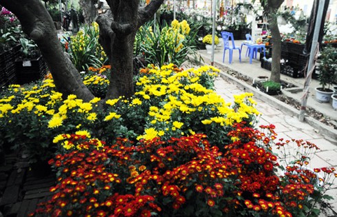 Thăm chợ hoa tết rẻ nhất Hà thành - ảnh 15