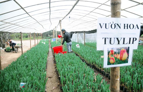 Thăm chợ hoa tết rẻ nhất Hà thành - ảnh 2