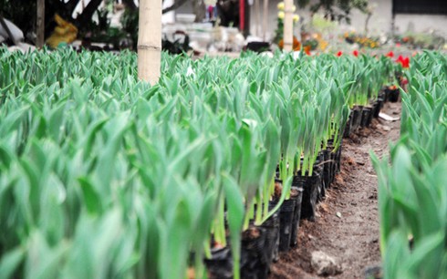 Thăm chợ hoa tết rẻ nhất Hà thành - ảnh 3