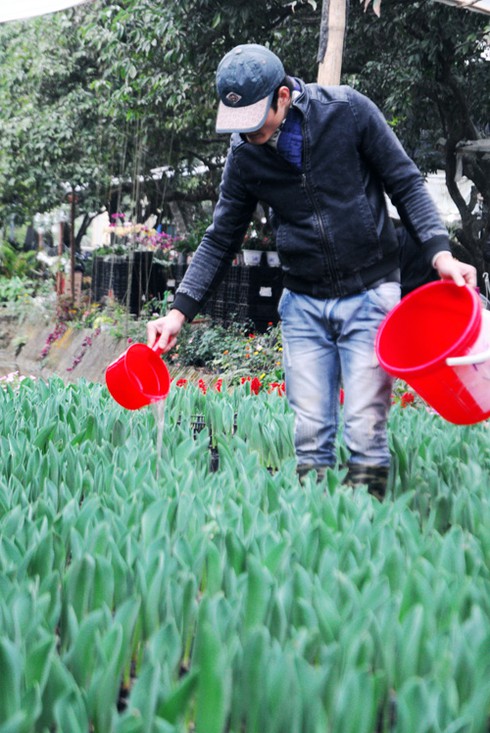 Thăm chợ hoa tết rẻ nhất Hà thành - ảnh 4
