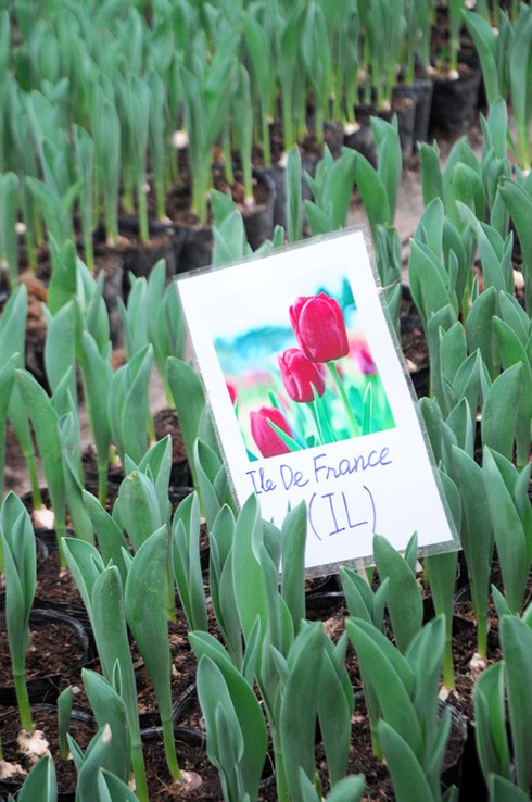 Thăm chợ hoa tết rẻ nhất Hà thành - ảnh 5