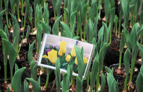 Thăm chợ hoa tết rẻ nhất Hà thành - ảnh 6