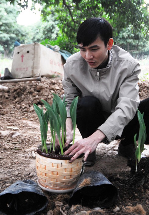 Thăm chợ hoa tết rẻ nhất Hà thành - ảnh 7