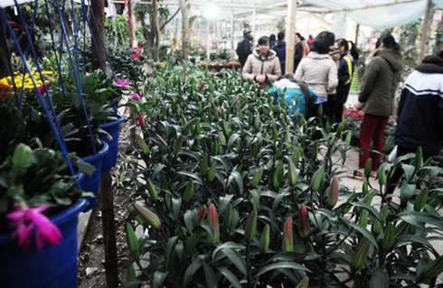 Thăm chợ hoa tết rẻ nhất Hà thành - ảnh 8