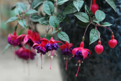 Thăm chợ hoa tết rẻ nhất Hà thành - ảnh 1