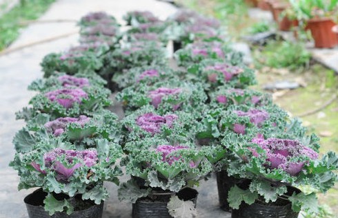 Thăm chợ hoa tết rẻ nhất Hà thành - ảnh 12