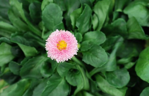 Thăm chợ hoa tết rẻ nhất Hà thành - ảnh 13