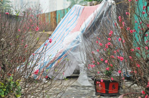 Dựng lều ngủ ven đường bán cây ngày Tết - ảnh 1