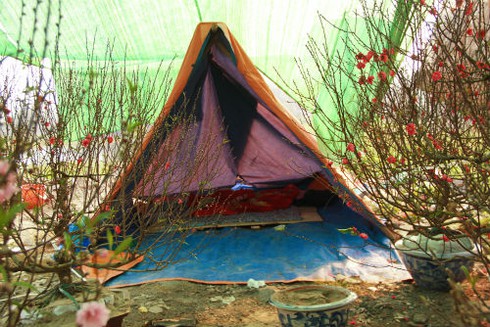 Dựng lều ngủ ven đường bán cây ngày Tết - ảnh 10