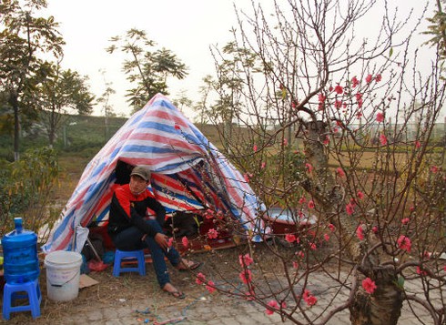 Dựng lều ngủ ven đường bán cây ngày Tết - ảnh 11