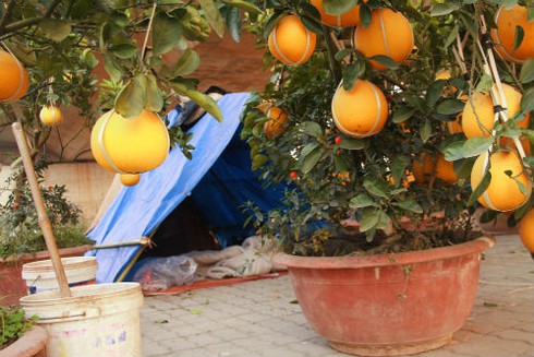 Dựng lều ngủ ven đường bán cây ngày Tết - ảnh 12