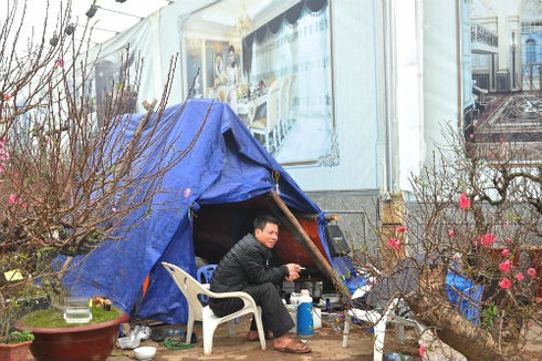 Dựng lều ngủ ven đường bán cây ngày Tết - ảnh 13