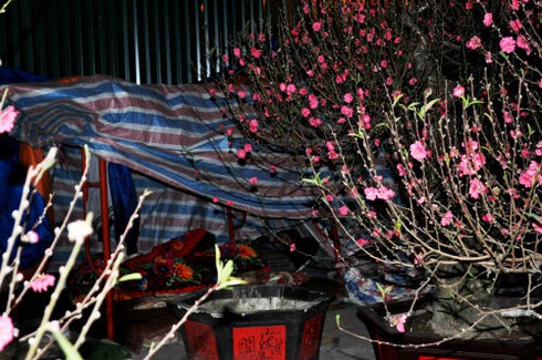 Dựng lều ngủ ven đường bán cây ngày Tết - ảnh 14
