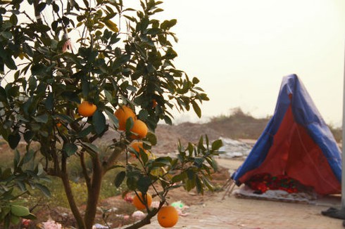 Dựng lều ngủ ven đường bán cây ngày Tết - ảnh 2