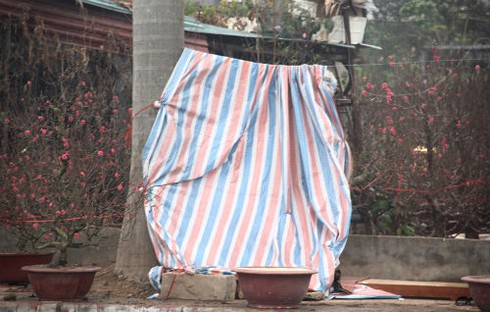 Dựng lều ngủ ven đường bán cây ngày Tết - ảnh 3