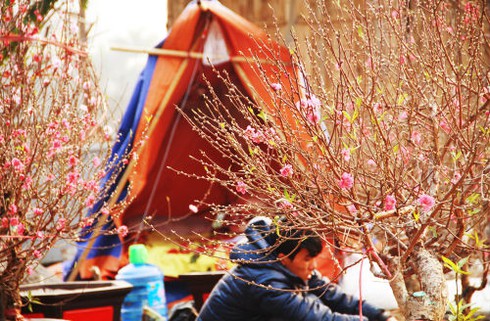 Dựng lều ngủ ven đường bán cây ngày Tết - ảnh 7