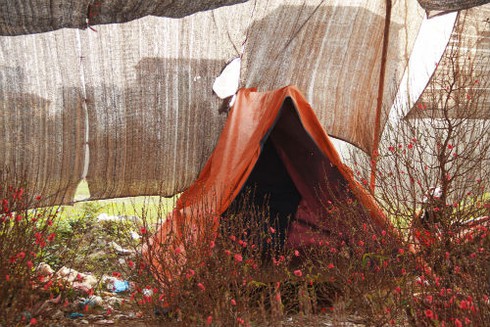 Dựng lều ngủ ven đường bán cây ngày Tết - ảnh 8