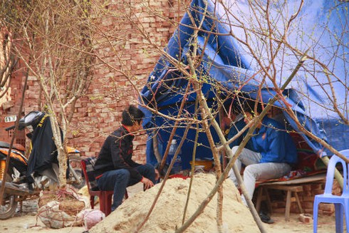 Dựng lều ngủ ven đường bán cây ngày Tết - ảnh 9