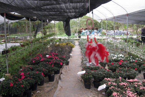 Hoa cảnh Trung Quốc tràn ngập - ảnh 2