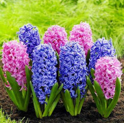 Hoa cảnh Trung Quốc tràn ngập - ảnh 1