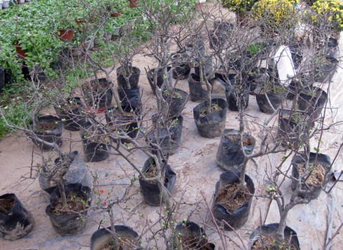 Hoa cảnh Trung Quốc tràn ngập - ảnh 4