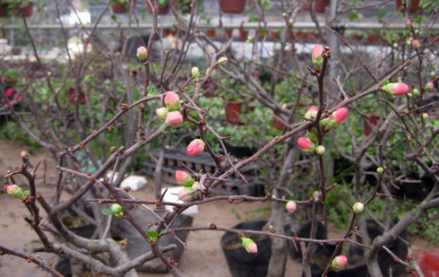 Hoa cảnh Trung Quốc tràn ngập - ảnh 5