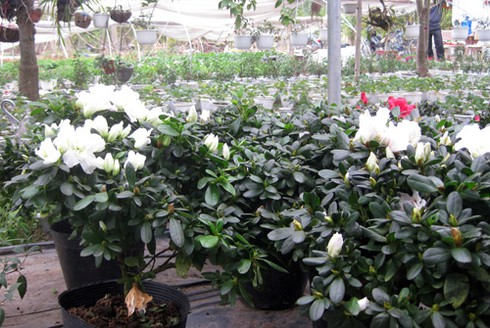 Hoa cảnh Trung Quốc tràn ngập - ảnh 6