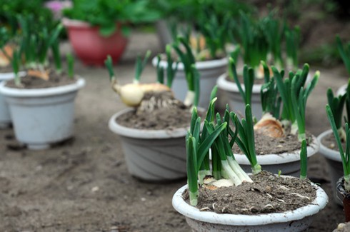 Hoa cảnh Trung Quốc tràn ngập - ảnh 7