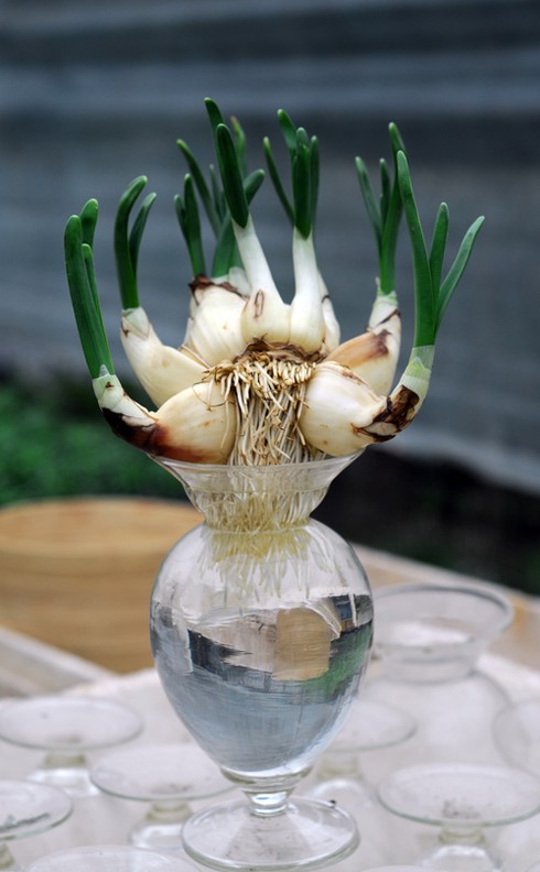 Hoa cảnh Trung Quốc tràn ngập - ảnh 8