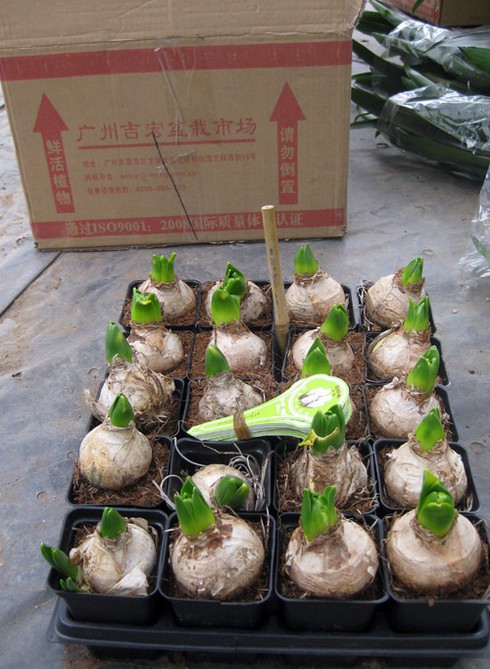 Hoa cảnh Trung Quốc tràn ngập - ảnh 10