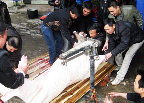 Hà Nội: Hàng nghìn người tháp tùng “ông lợn” - ảnh 2