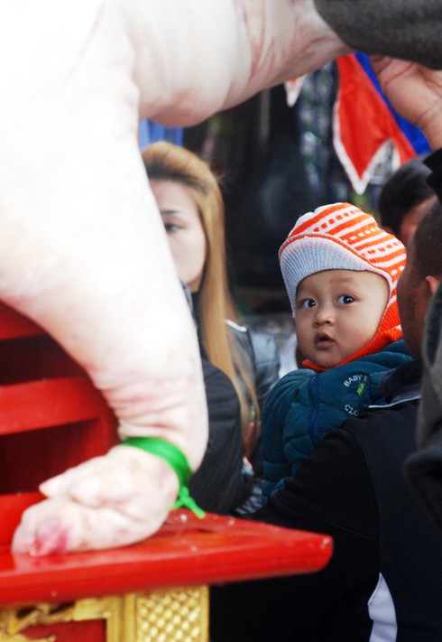 Hà Nội: Hàng nghìn người tháp tùng “ông lợn” - ảnh 7