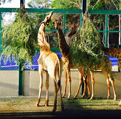 Ngựa vằn, lạc đà, linh dương… đi máy bay riêng ra Vinpearl Safari Phú Quốc - ảnh 14