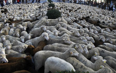2.000 con cừu 'biểu tình' ở thủ đô Tây Ban Nha - ảnh 1
