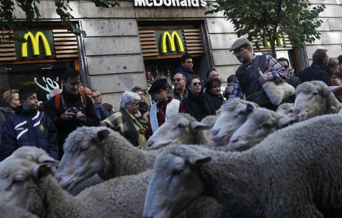 2.000 con cừu 'biểu tình' ở thủ đô Tây Ban Nha - ảnh 2