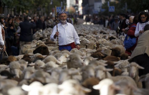 2.000 con cừu 'biểu tình' ở thủ đô Tây Ban Nha - ảnh 3