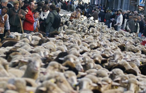 2.000 con cừu 'biểu tình' ở thủ đô Tây Ban Nha - ảnh 5