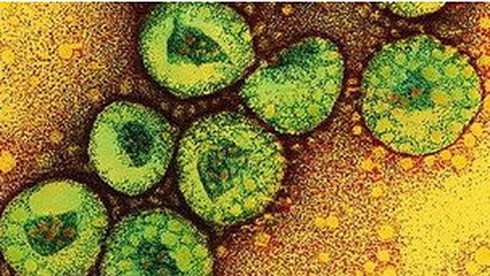 WHO: Virus giống SARS có thể lây từ người sang người - ảnh 1
