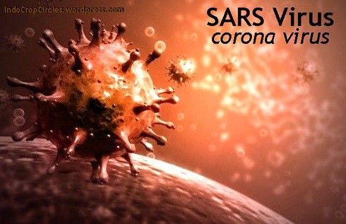 Virus giống SARS lại giết người ở Ả Rập Xê-út - ảnh 1